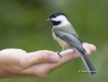 Chickadee 01