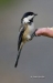 Chickadee 02