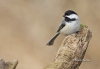 Chickadee 03