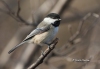 Chickadee 04