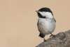 Chickadee 05