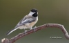 Chickadee 09