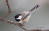 Chickadee 10