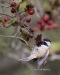 Chickadee 11