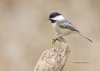 Chickadee 12