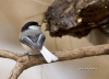 Chickadee 13