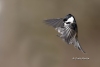 Chickadee 15