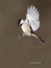 Chickadee 16