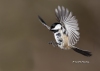 Chickadee 17