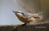 Nuthatch-rb 01