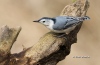 Nuthatch-wb 04