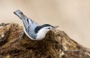 Nuthatch-wb 06