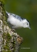 Nuthatch-wb 10