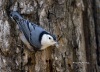 Nuthatch-wb 11