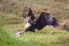 Bald Eagle 05