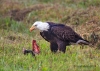 Bald Eagle 06