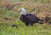 Bald Eagle 07