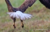 Bald Eagle 08