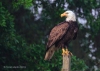 Bald Eagle 09