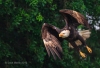 Bald Eagle 10