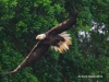 Bald Eagle 11