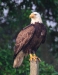 Bald Eagle 12