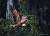 Bald Eagle 13