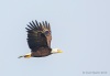 Bald Eagle 14