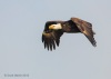 Bald Eagle 15