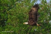 Bald Eagle 16