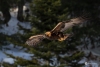 Golden Eagle_0105