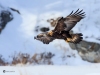 Golden Eagle_0113