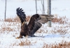 Golden Eagle_0116