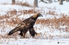 Golden Eagle_0127