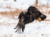 Golden Eagle_0186