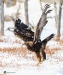 Golden Eagle_0188