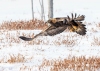 Golden Eagle_0196