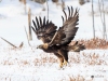 Golden Eagle_0198