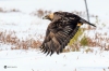 Golden Eagle_0203