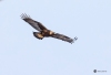 Golden Eagle_0206