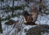 Golden Eagle_0278