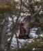 Golden Eagle_0290