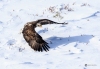 Bald Eagle 0011