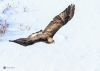 Golden Eagle 0133