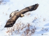 Golden Eagle 0136