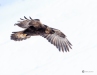 Golden Eagle 0195A