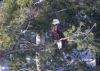 Bald Eagle 0368