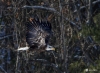 Bald Eagle 0467