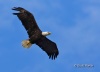 Bald Eagle 01