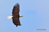 Bald Eagle 02